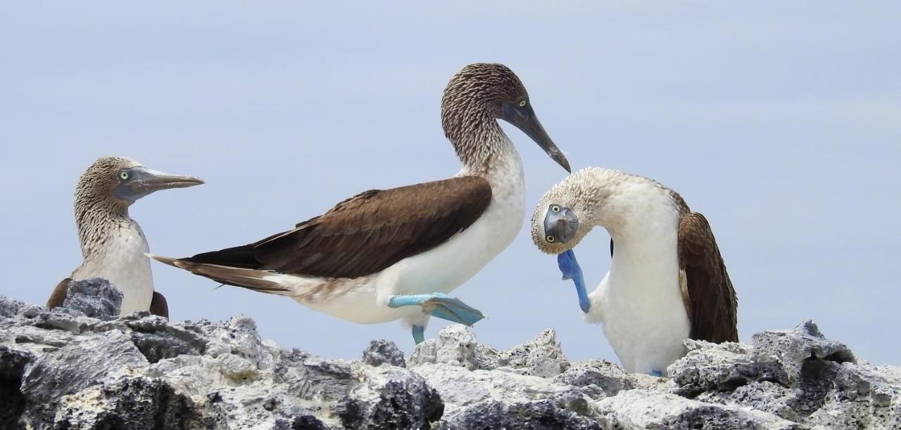 プエルト・ビジャミル Cormorant Beach House Bed & Breakfast エクステリア 写真