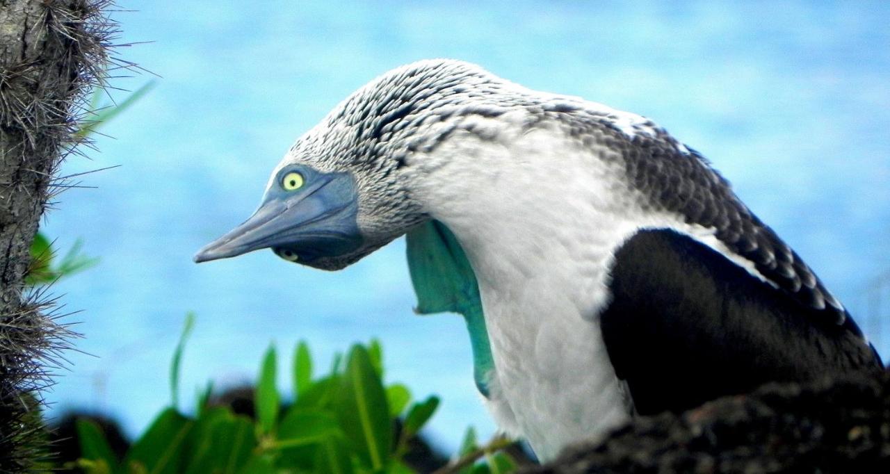 プエルト・ビジャミル Cormorant Beach House Bed & Breakfast エクステリア 写真